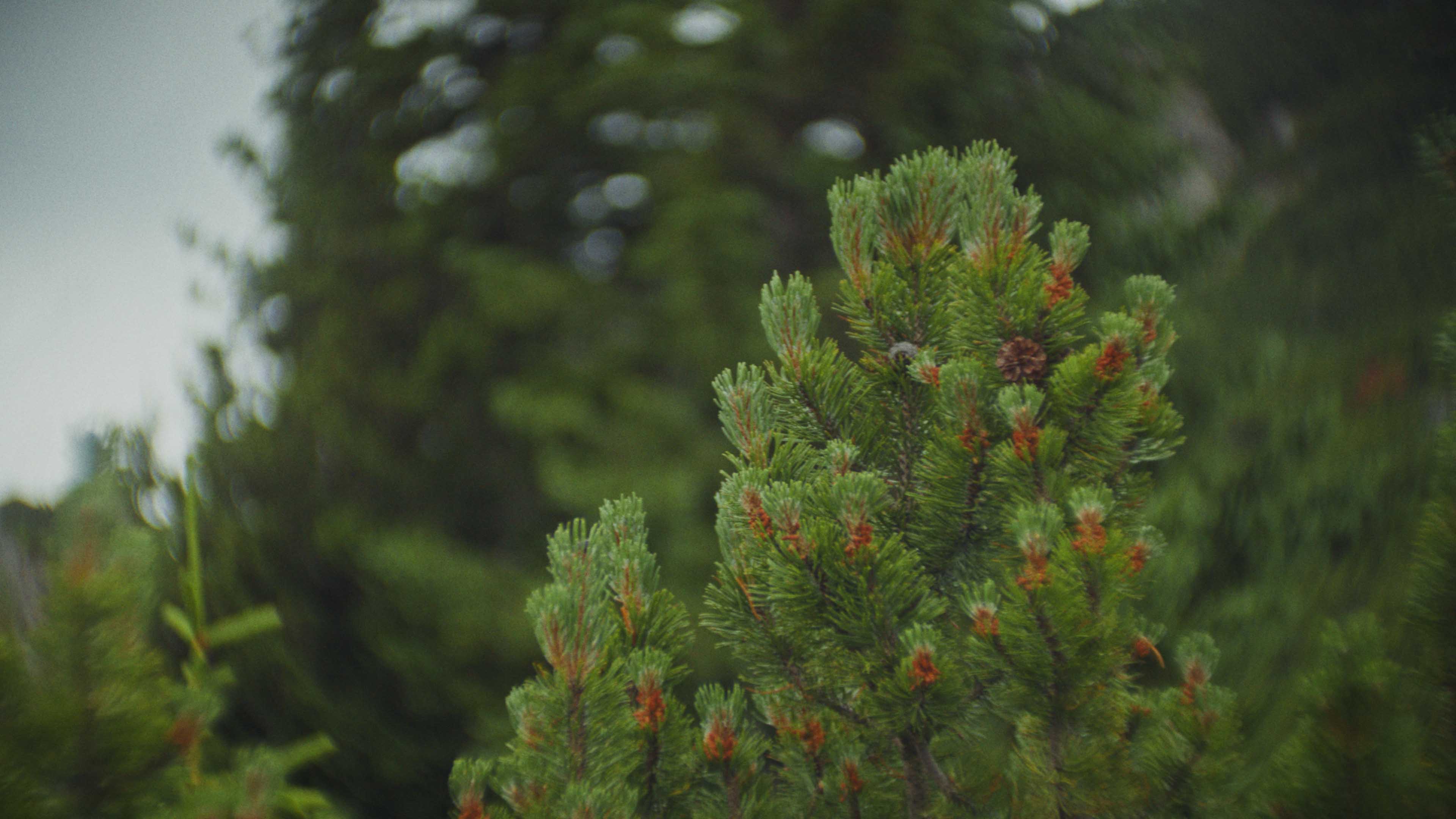Rear view of a Porsche GT3 entering a foggy racetrack curve at dawn, headlights piercing the mist.